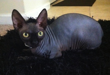 Previous Magical Purr Kitten All Grown Up - Sphynx Cattery