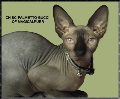 Gucci Hairless Cats Magical Purr Sphynx