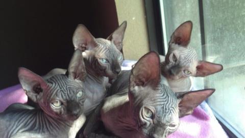 Seal Kittens- Sphynx Hairless cats | Magical Purr Cattery
