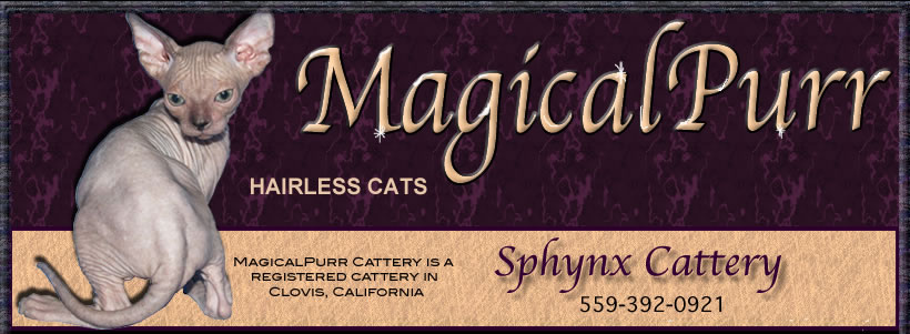 Magical Purr Sphynx Cattery