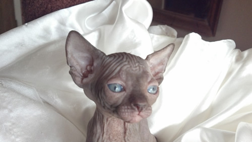 Chocolate Mink Male Sphynx
