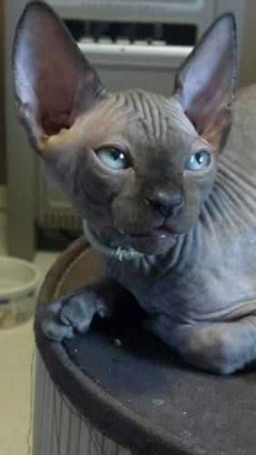 Seal mink male Sphynx kitten